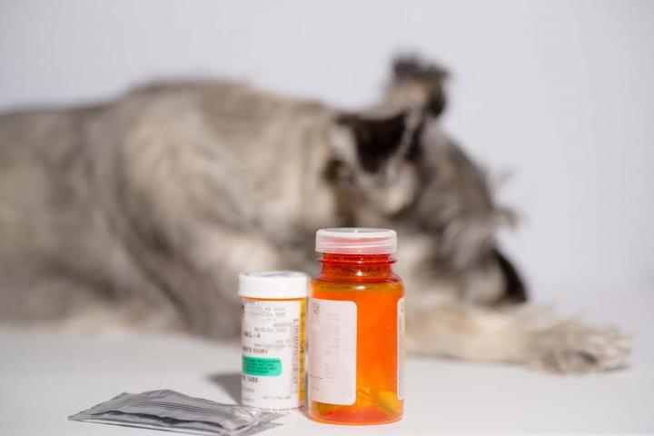 Pharmacien Caissargues