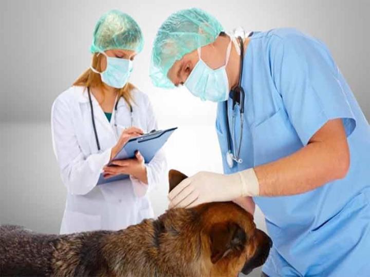 Vente de produits pour animaux Caissargues