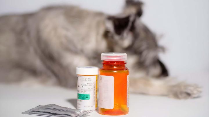 Vente de produits pour animaux Caissargues